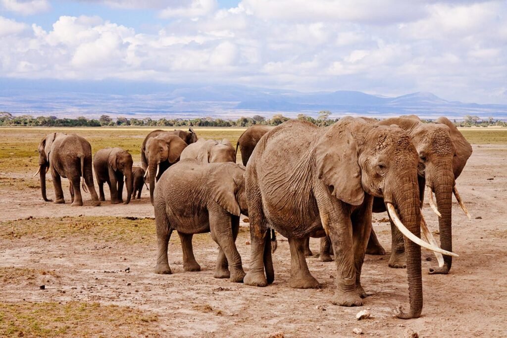 ‘Trophy’ Trailer: Sundance Documentary Traverses the Dark World of Big-Game Hunting