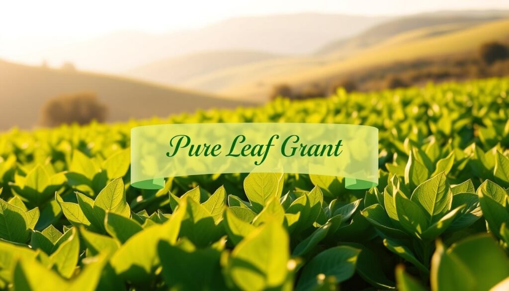 Unlock Opportunities with the Pure Leaf Grant